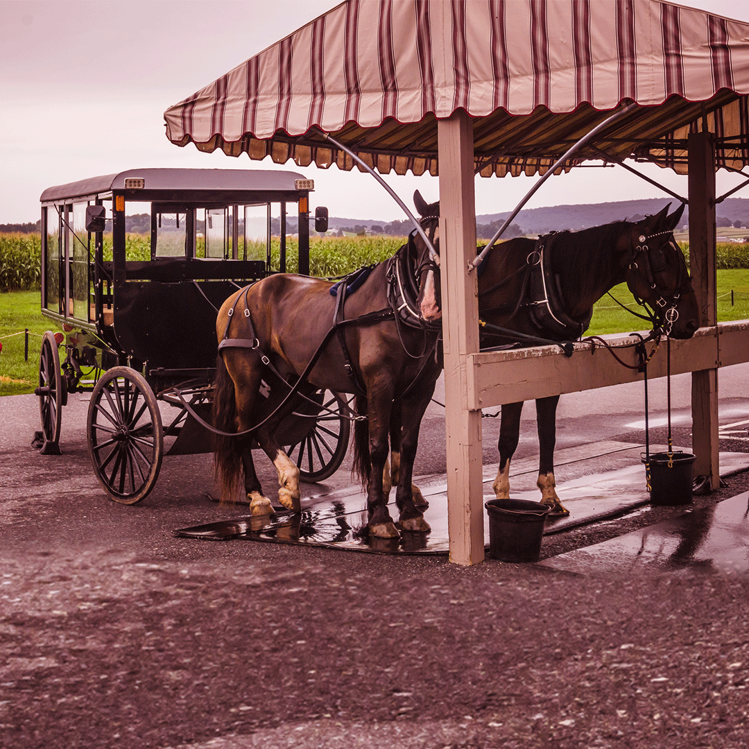 Lancaster, Pennsylvania - Tour de charette au pays des Amish