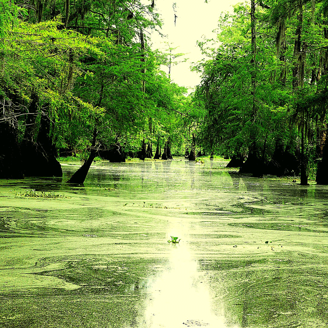 LOUISIANA---BAYOU Atchafalaya