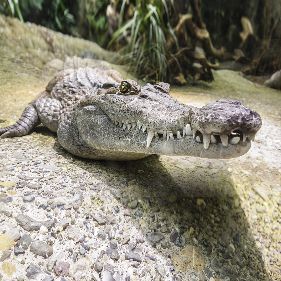 Louisiane - Alligator