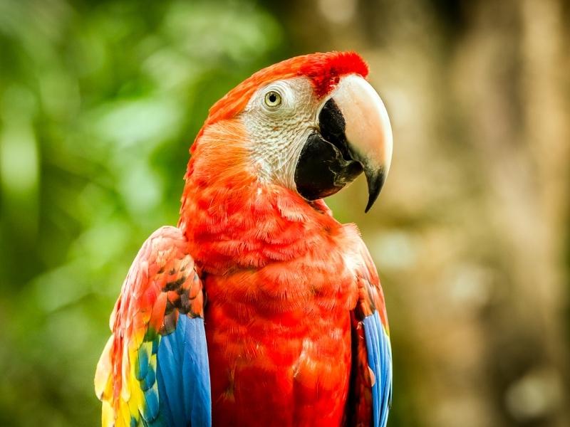 COSTA RICA - Perroquet