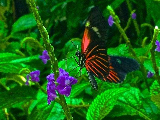 Conservatoire de papillons à Niagara Falls
