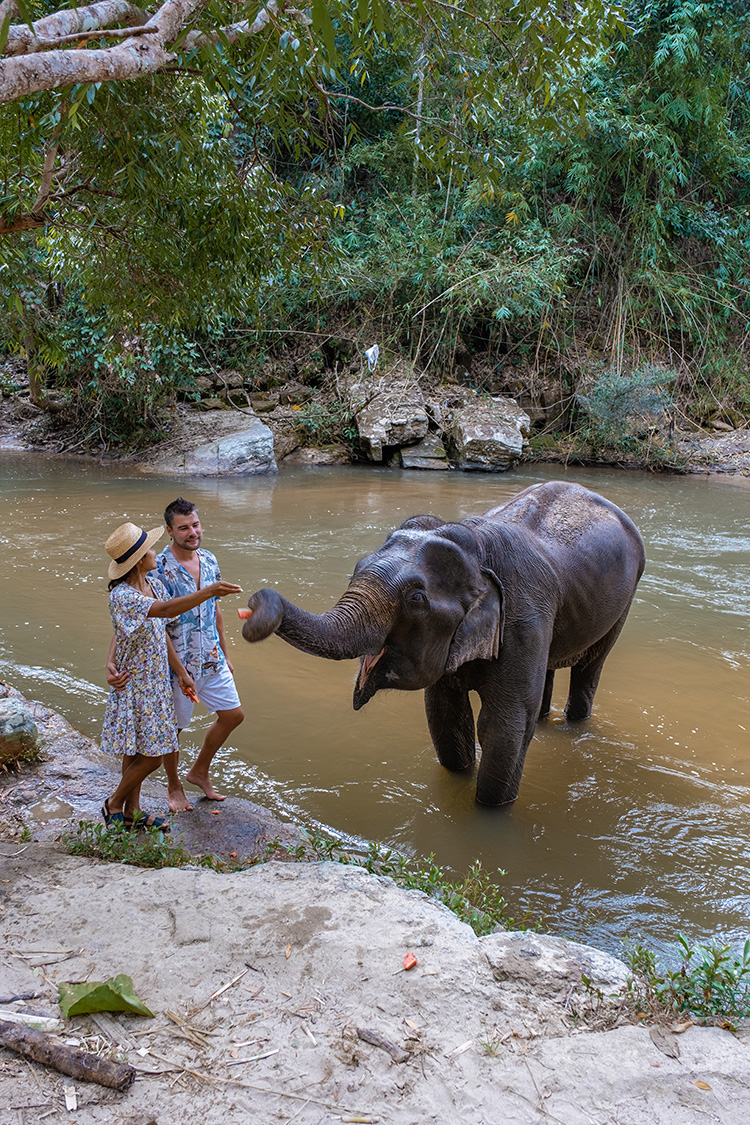 Sanctuaire d'éléphants en Thaïlande