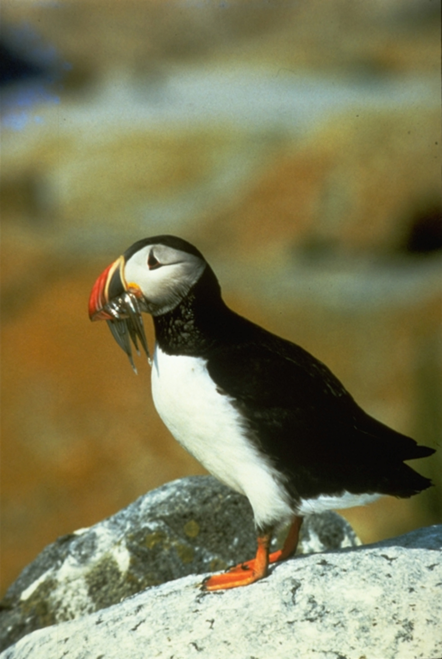 Puffins & Catamaran à Terre-Neuve