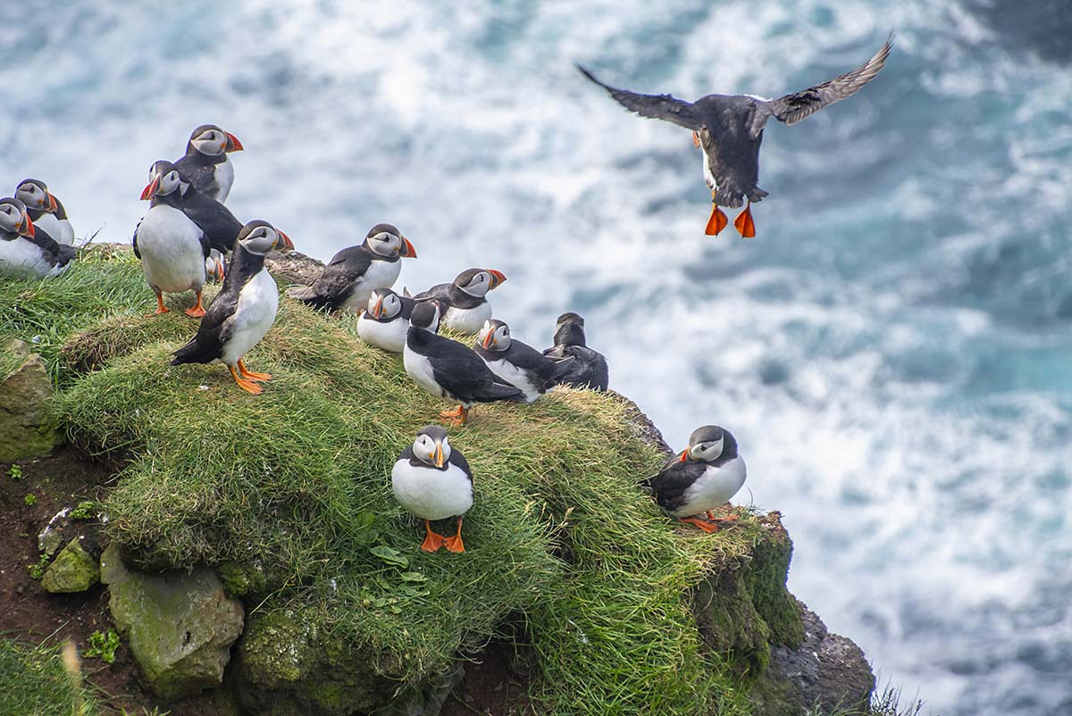 Puffins & Catamaran à Terre-Neuve