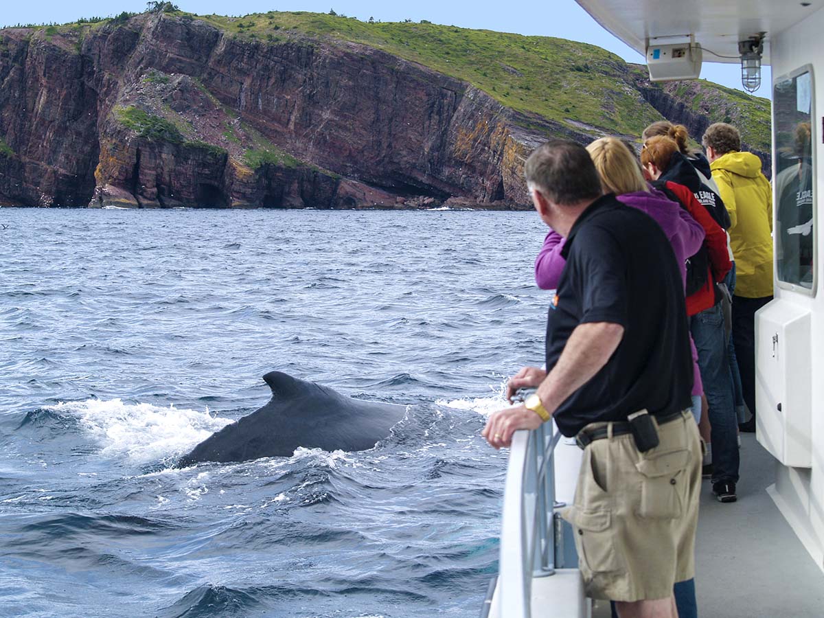 Tour de bateau à Gros Morne Terre-Neuve