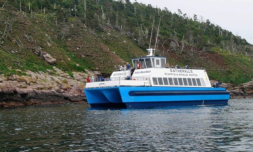 Puffins & Catamaran à Terre-Neuve