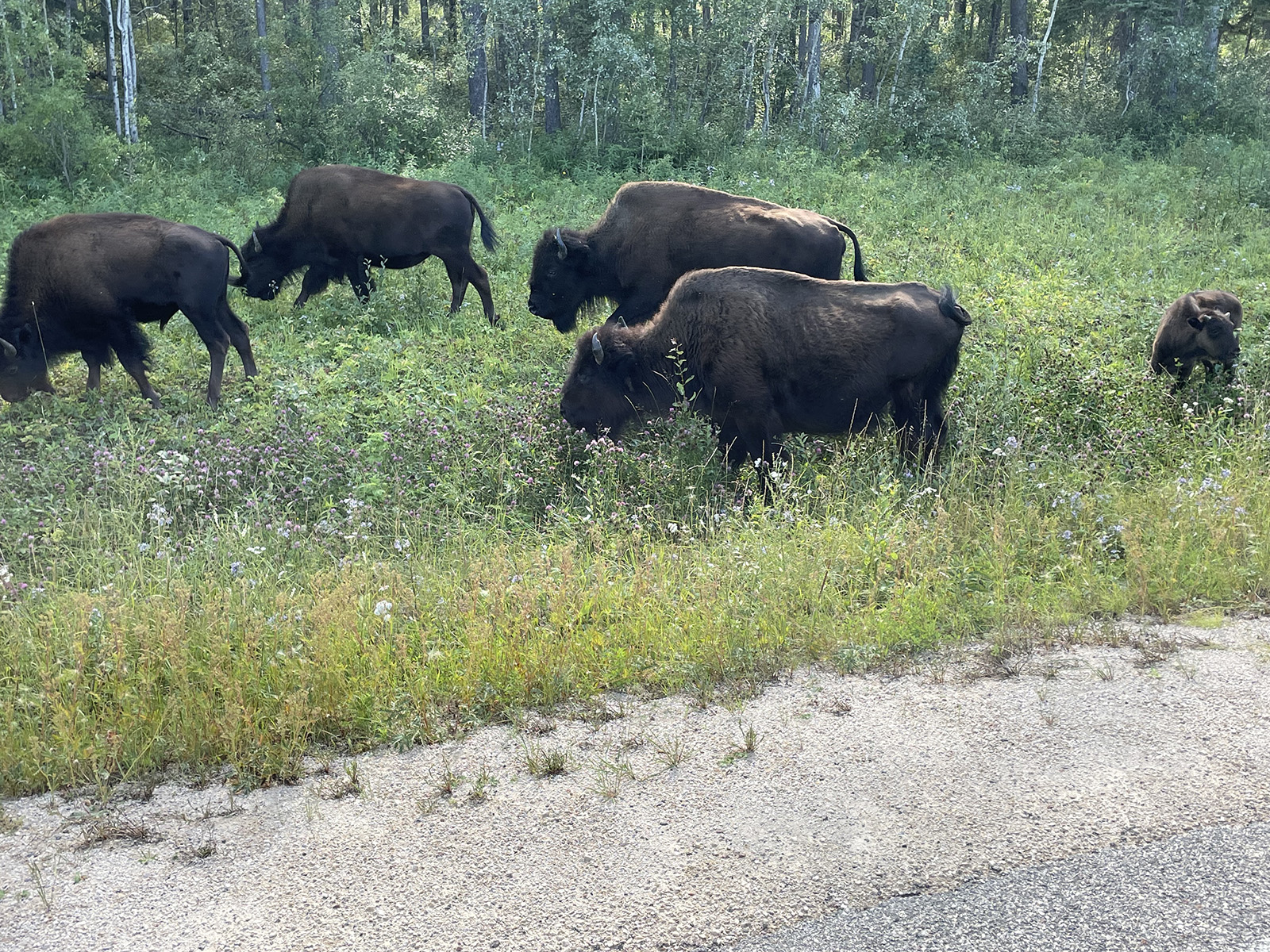 YUKON-&-ALASKA-TOUR---LIARD-HOT-SPRING