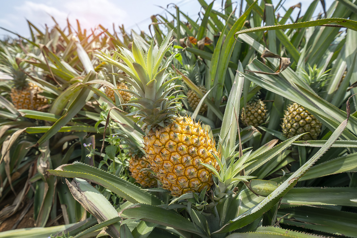 HI - Plantation d'ananas